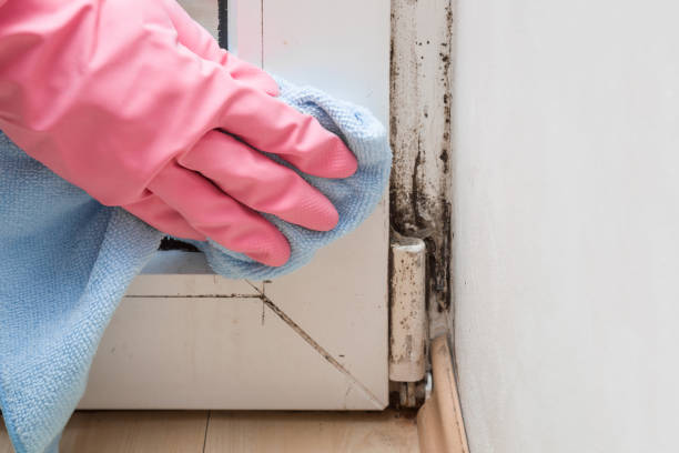 Best Forensic Mold Investigation  in Plains, MT